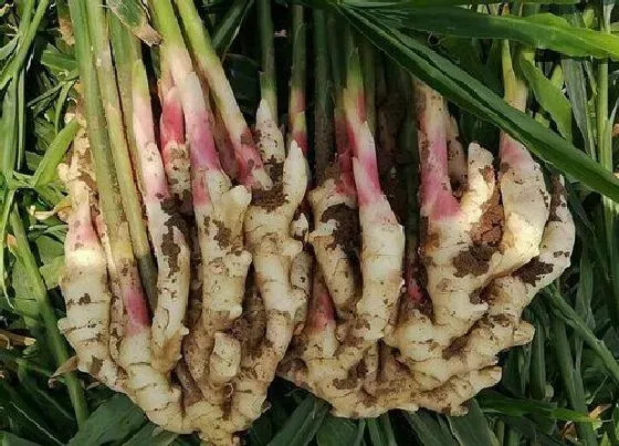 种植管理|生姜的生长周期是多长时间