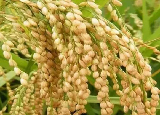 植物价格|2022年糯稻行情预测（预计糯稻价格会涨价吗）