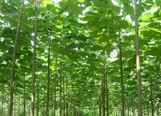 植物百科|泡桐是什么植物