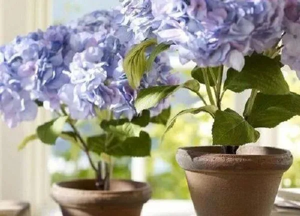 植物移栽|绣球花换盆时间和方法 几月份换盆好（注意事项）