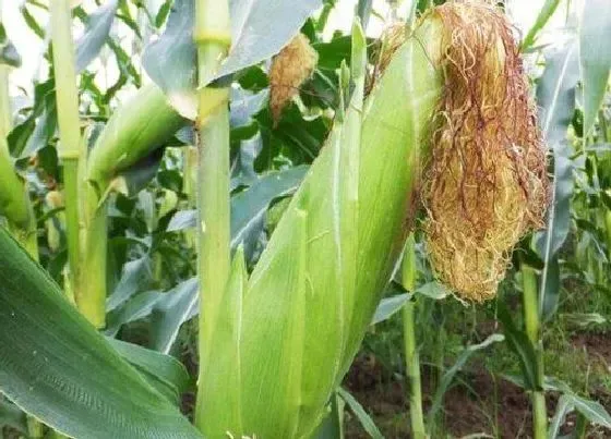 种植管理|山东玉米什么时候收割