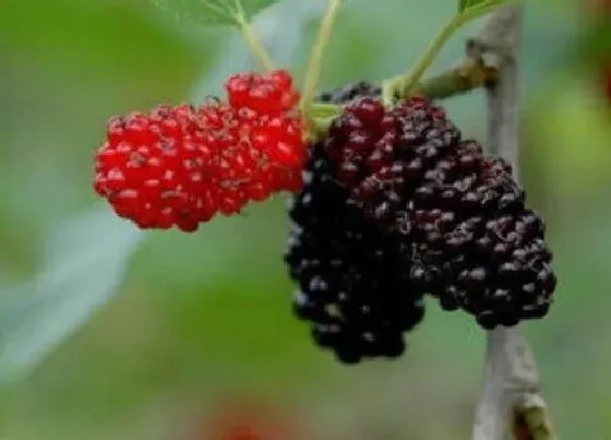 种植位置|桑葚可以种在院子里吗