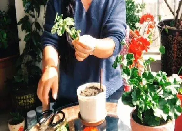 植物扦插|天竺葵几月份扦插最好