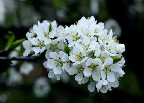 颜色花|李子花是什么颜色的