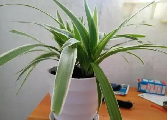 植物毒性|吊兰花有毒吗 可以放在室内养吗