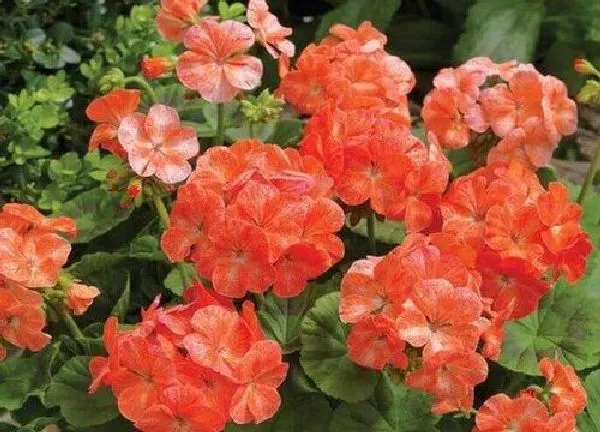植物移栽|天竺葵什么时候换盆合适