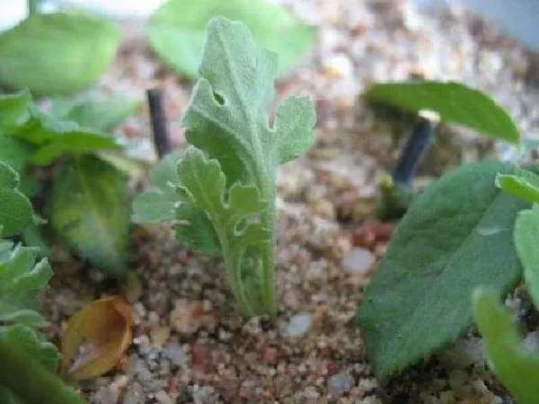 植物扦插|菊花几月份扦插最好 容易成活的扦插时间