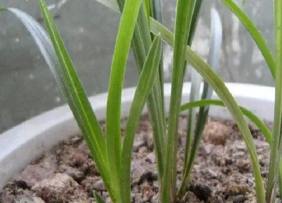 植物百科|遗忘草是什么草