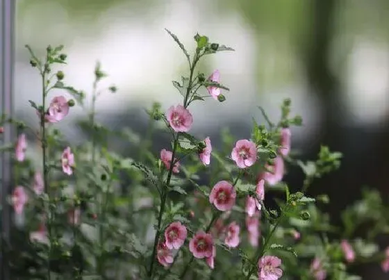 植物修剪|木槿怎么修剪方法