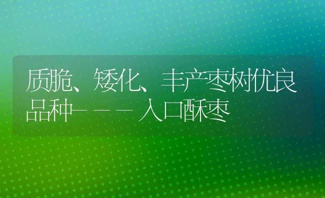 质脆、矮化、丰产枣树优良品种---入口酥枣 | 瓜果种植