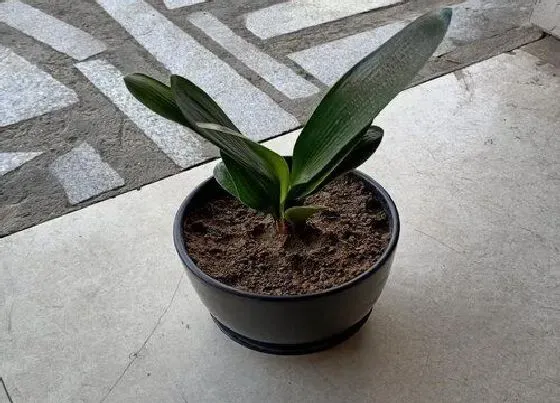 植物价格|君子兰多少钱一盆