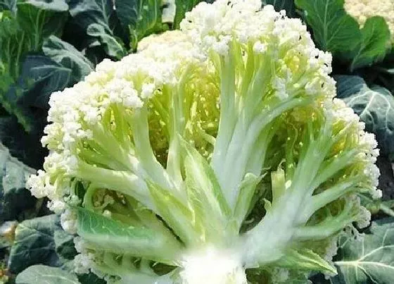 种植方法|花菜种植时间和方法
