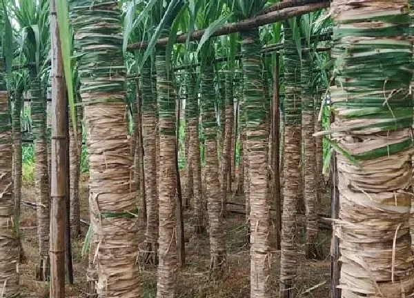 植物浇水|甘蔗需要每天浇水吗