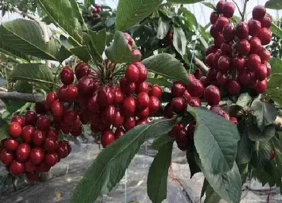 种植管理|车厘子什么季节种植合适