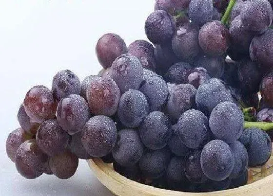食用须知|兔子可以吃葡萄吗 兔子能不能吃葡萄