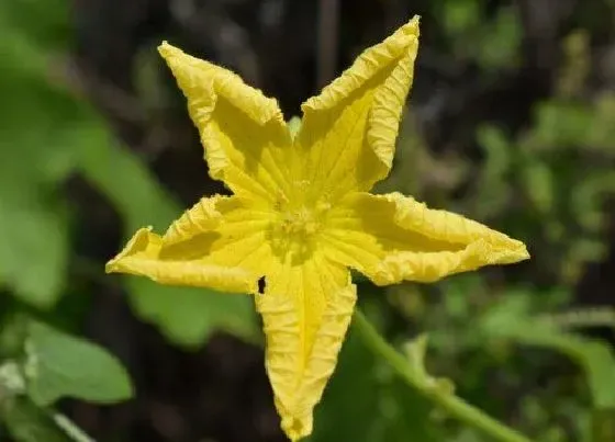 种植方法|葫芦授粉时间与方法