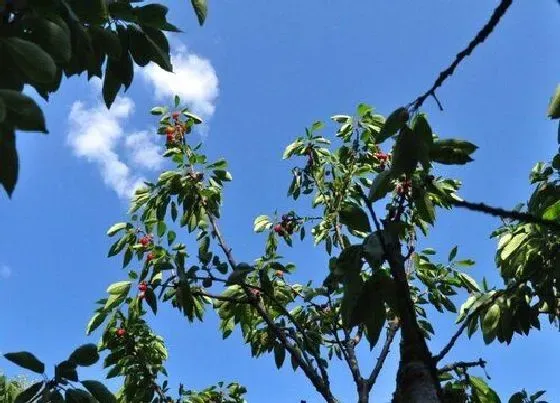 植物嫁接|樱桃树可以嫁接什么树