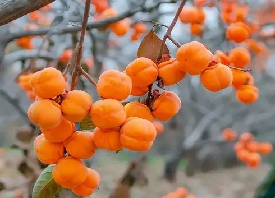 摆放风水|家里养柿子树风水好吗