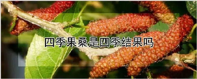 四季果桑是四季结果吗 | 种植资料
