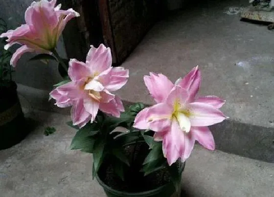 植物香味|重瓣百合有香味吗 对人体有害吗