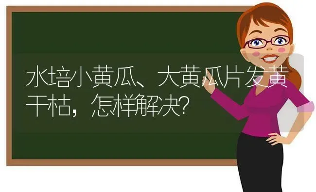 水培小黄瓜、大黄瓜片发黄干枯，怎样解决？ | 蔬菜种植