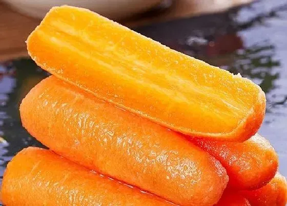 食用须知|宠物狗狗可以吃胡萝卜吗