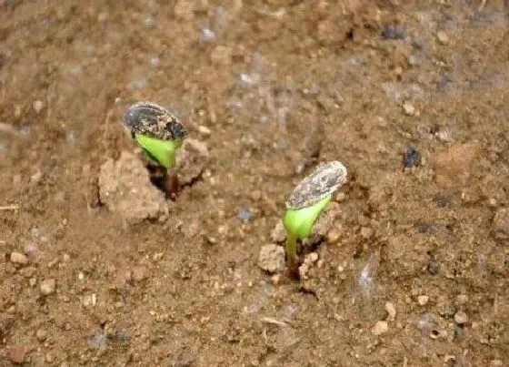 植物播种|西瓜一般什么时候播种合适