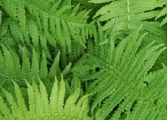 客厅摆放|蕨类植物可以放客厅吗 盆栽蕨类植物摆放地方及风水