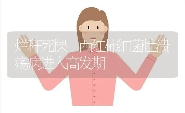 烂秆死棵 西红柿细菌性溃疡病进入高发期 | 蔬菜种植