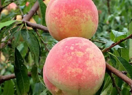 果实成熟|冬桃什么时候成熟上市