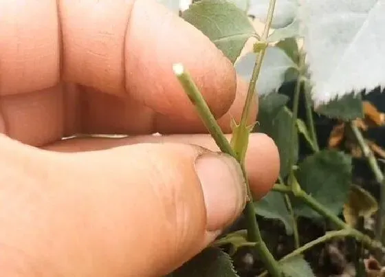 植物修剪|切花月季怎么修剪好看