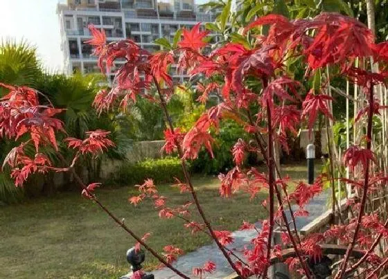 习性特点|梧桐树和枫树的区别