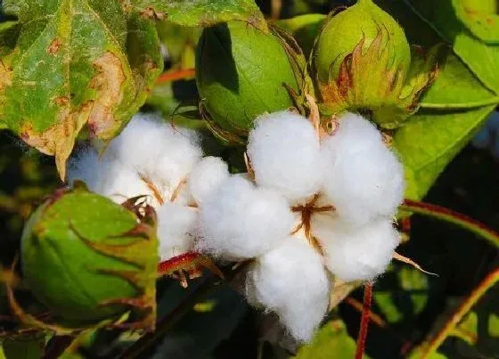 种植土壤|棉花适合什么土壤种植