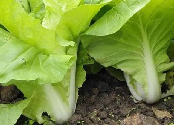 阳台摆放|阳台种植小白菜的时间和方法