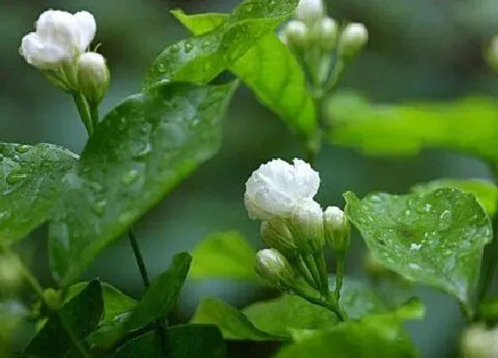 开花时间|七彩茉莉什么时候开花