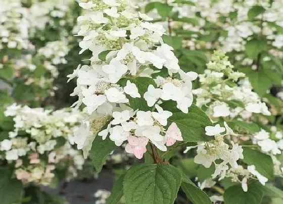 植物种类|圆锥绣球最值得入手的品种（推荐圆锥绣球华好看品种）