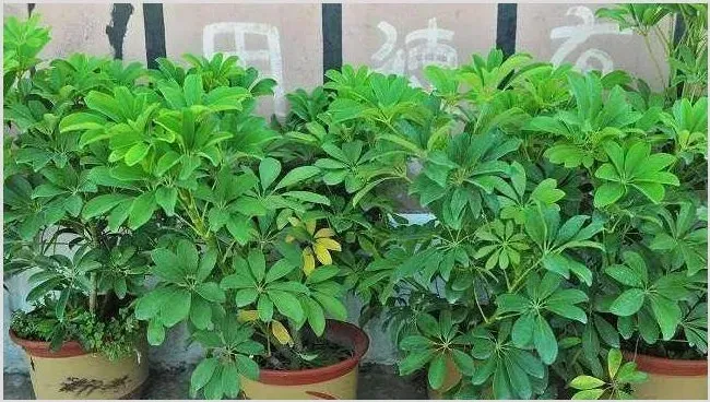 鹅掌柴叶子发黄掉落怎么办？鹅掌柴叶子发黄掉落的原因 | 农业技术