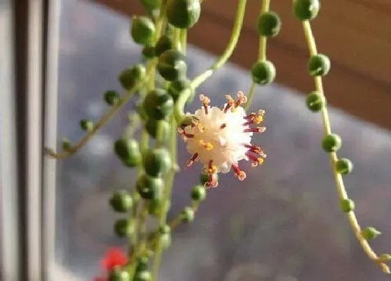 植物百科|情人泪会开花吗 开花的样子