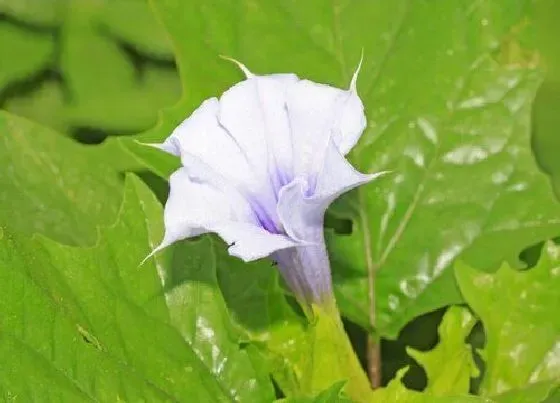 开花时间|曼陀罗什么时候开花 花期在几月