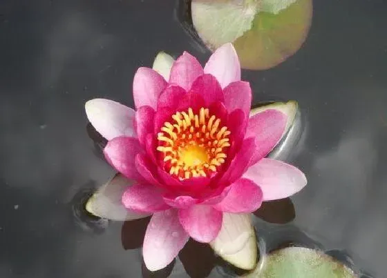 植物百科|碗莲能长多大