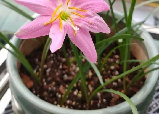 植物百科|风雨兰耐阴吗