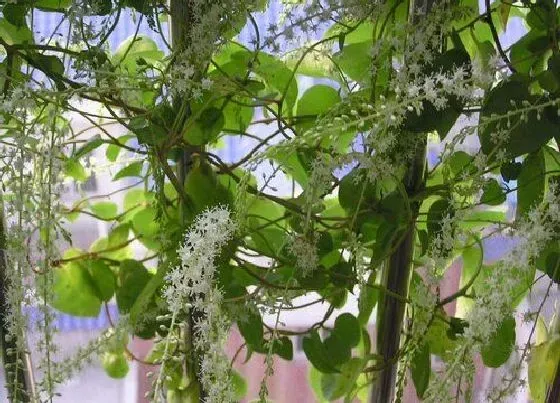 开花时间|田七什么时候开花 开花时间与样子