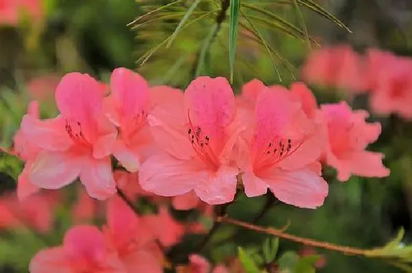 植物发芽|映山红不发芽怎么办 不发芽原因及处理方法