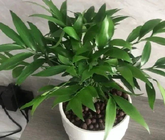 植物换土|竹柏用什么土最好