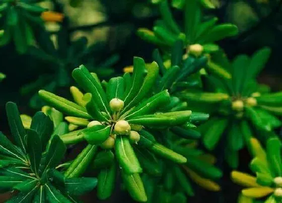 植物百科|海桐开花吗 开花什么样子