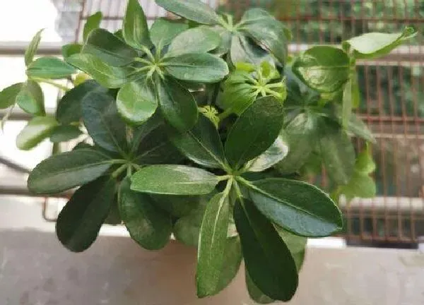 植物浇水|植物需要每天浇水吗