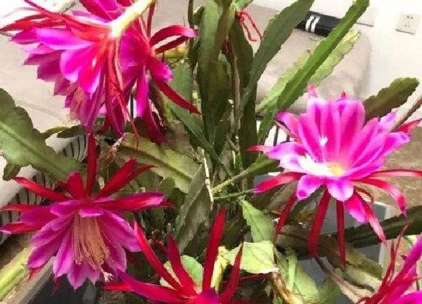养殖方法|荷花令箭的养殖方法和注意事项有哪些