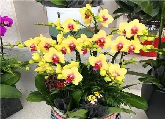 植物百科|蝴蝶兰有种子吗