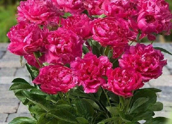 养殖方法|如何种植盆栽芍药技巧（芍药的养护方法和注意事项 ）