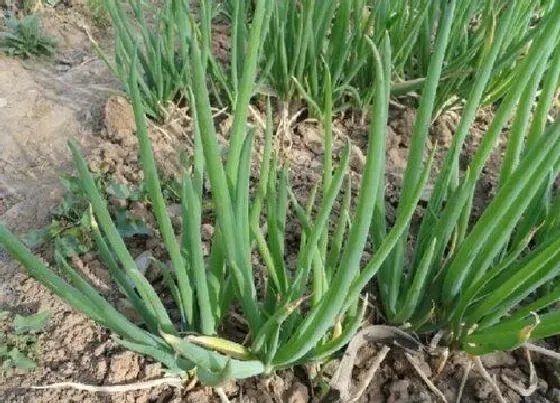 春天植物|南方春天适合种什么蔬菜（立春后南方露天栽种蔬菜表）